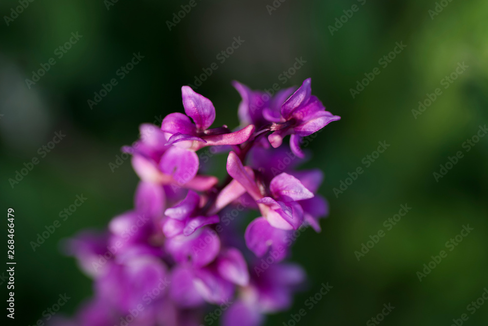 orchid flower Orchidaceae wilde orchideen 