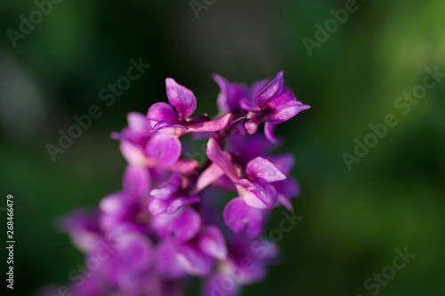 orchid flower Orchidaceae wilde orchideen 
