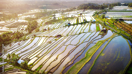 Wallpaper Mural Aerial view of Bali Rice Terraces. The beautiful and dramatic rice fields of Jatiluwih in southeast Bali have been designated the prestigious UNESCO world heritage site. Torontodigital.ca