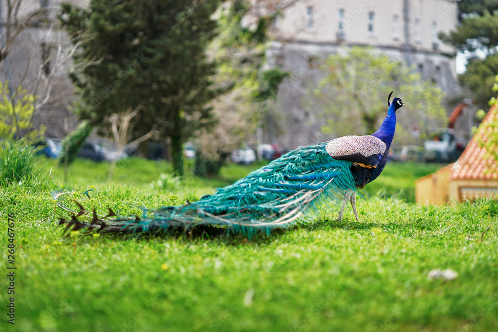 Fototapeta premium Beautiful male peacock on green grass.
