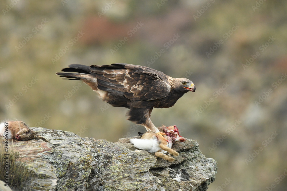 Fototapeta premium Aguila real adulta en la sierra abulense. España