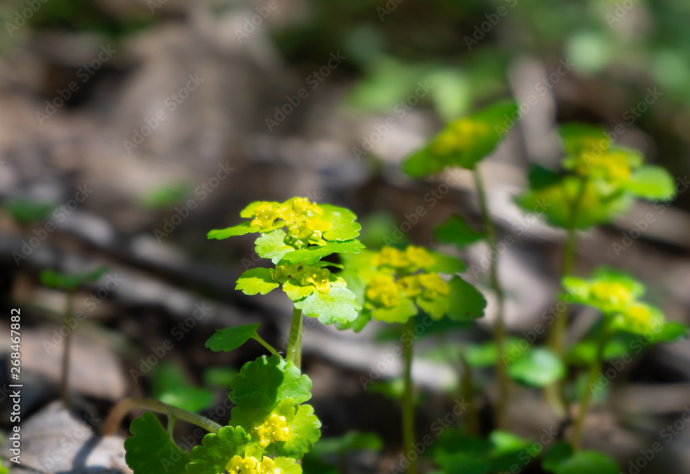 Young plants and leaves in the spring forest Young plants and leaves in the spring forest