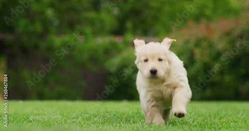 Slow motion of a playful puppy of Golden Retriever dog with a pedigree is running in a green park towards the camera. photo