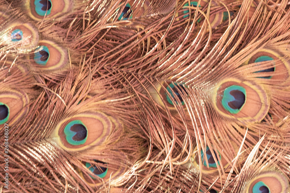 Fototapeta premium Abstract background of peacock feathers bronze color