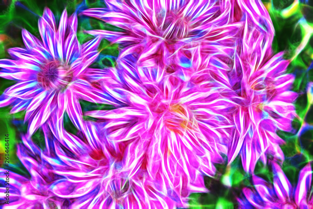 beautiful abstract fractal chrysanthemum flowers beautiful abstract fractal chrysanthemum flowers