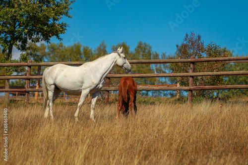 Horse foal in the summer with and without the mother Mare in a pasture.. © RD-Fotografie