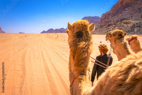 Beduin and camels in Wadi Rum desert in Jordan 