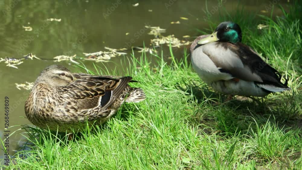 Female and male of mallard settled on the shore of the lake on a sunny spring day Female and male of mallard settled on the shore of the lake on a sunny spring day
