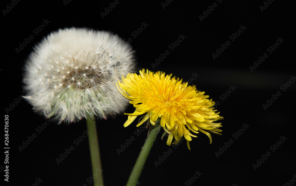 ripe dandelion with parachutes on a black background