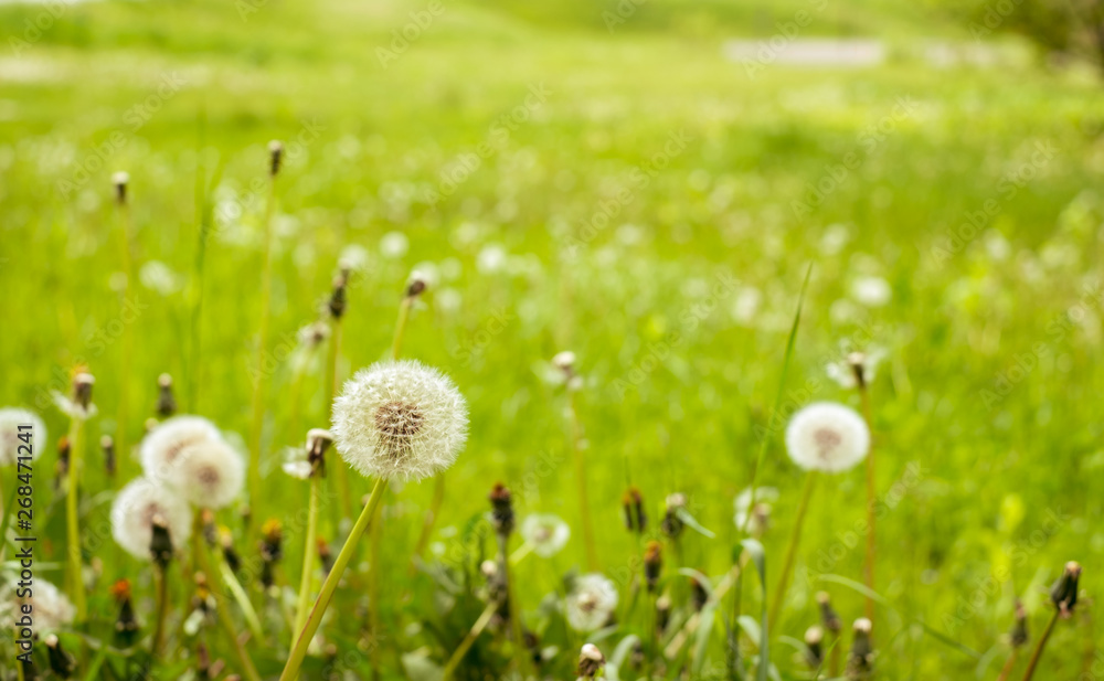 close up dandelion in the field close up dandelion in the field