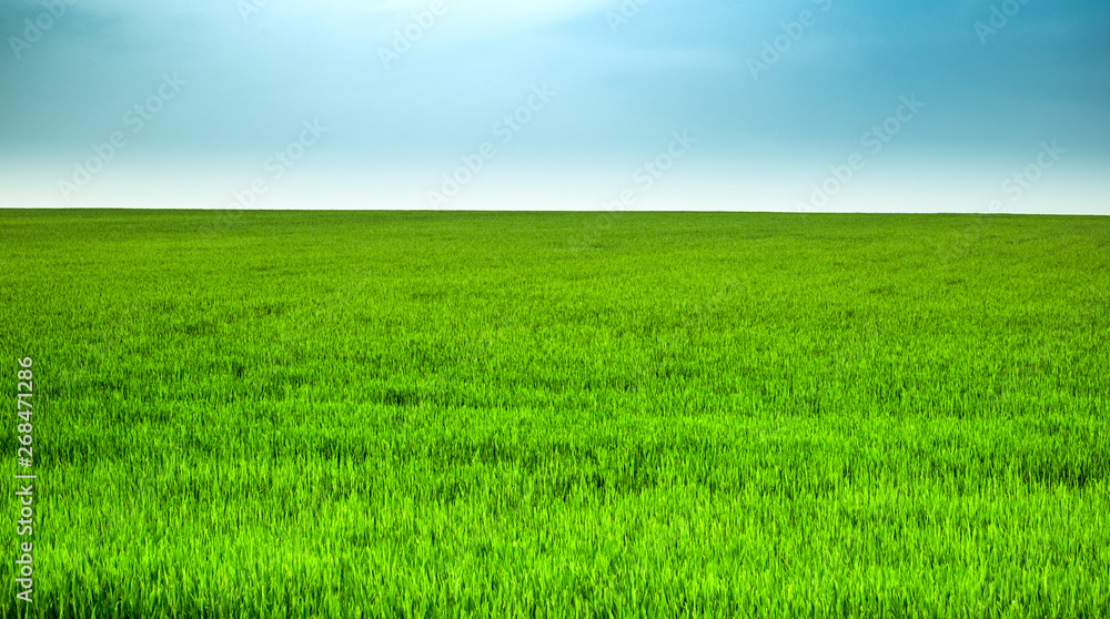 Spring green wheat field with clear blue sky