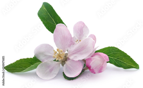 Fototapeta Naklejka Na Ścianę i Meble -  Apple flower