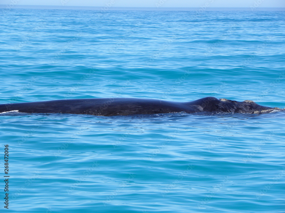 Fototapeta premium Southern Right Whale