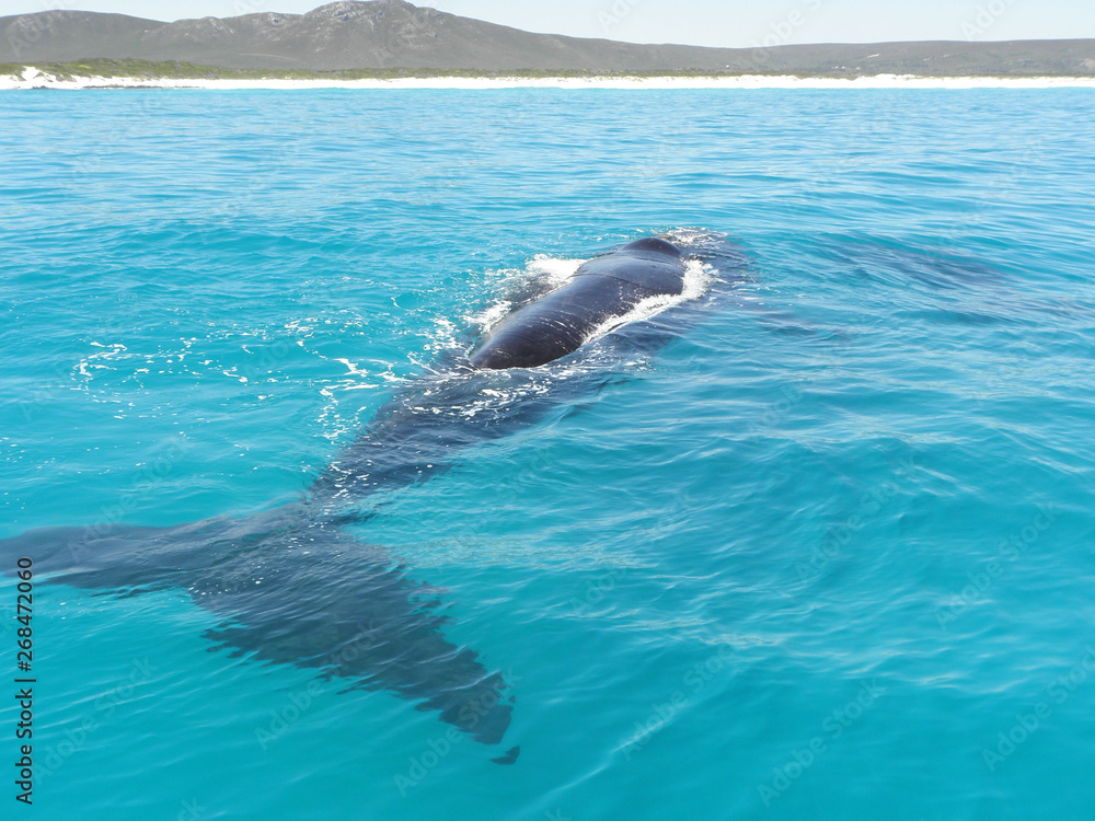 Obraz premium Southern Right Whale