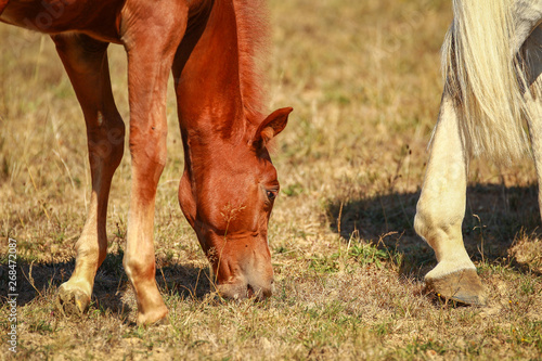 Horse foal in the summer with and without the mother Mare in a pasture.. © RD-Fotografie
