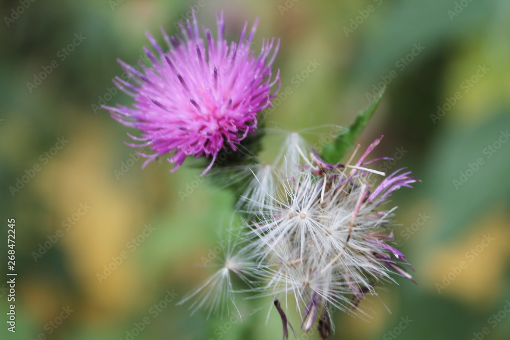 shades of lavender on plants of the Caucasus Mountains shades of lavender on plants of the Caucasus Mountains