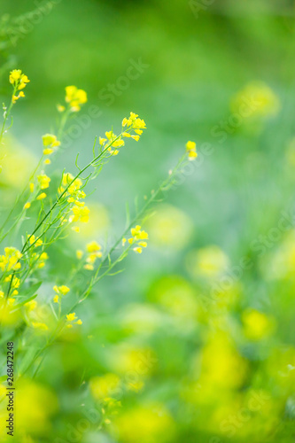 Blooming wild yellow flowers in green field.