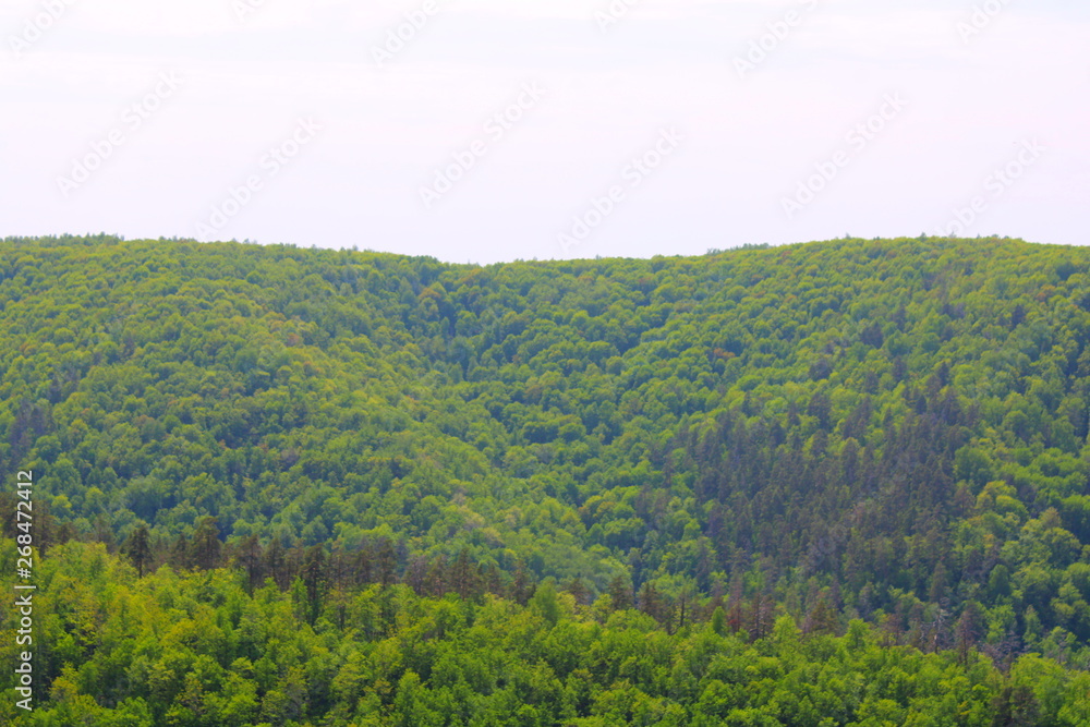 Obraz premium landscape with green field and trees view from the mountain Strelnaya Samara region Russia