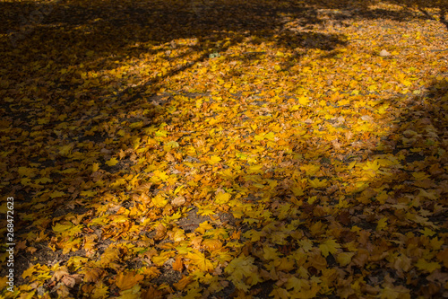 Field of maple leaves. Autumn carpet. Trees threw off foliage. Shadows on the ground.