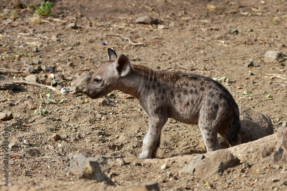 cute cub of spotted hyaena,South Africa cute cub of spotted hyaena,South Africa