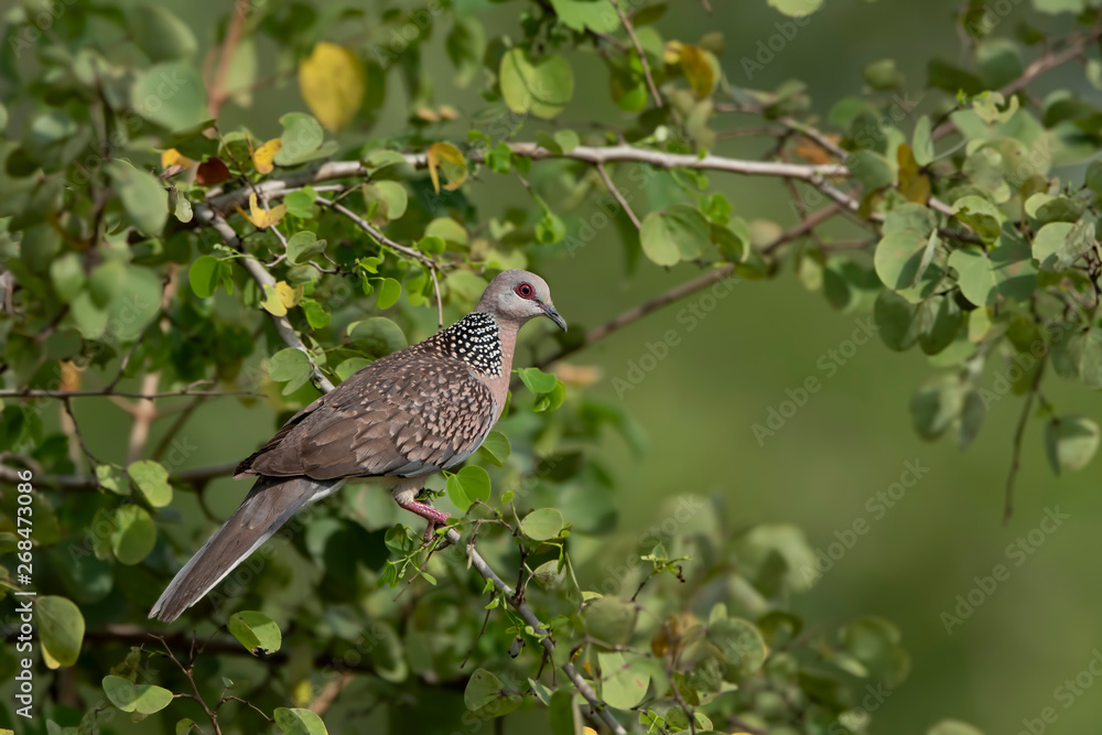 Streptopelia turtur ; European Turtle Dove Streptopelia turtur ; European Turtle Dove