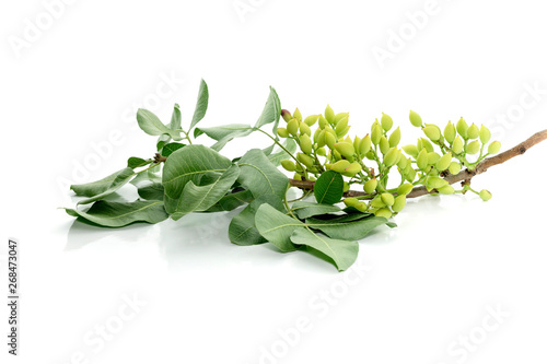 Green pistachios on a branch