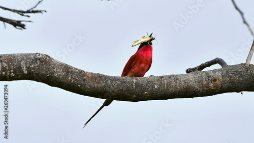 Photography carmine bee eater with insect in bill,South Africa