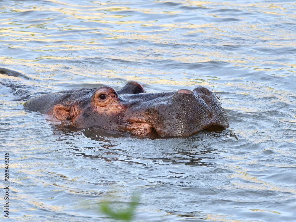 hippo in Letaba river in Kruger national park in South Africa hippo in Letaba river in Kruger national park in South Africa