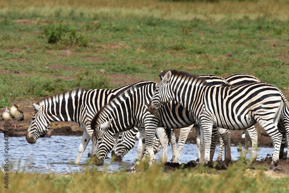 Fototapeta premium zebras at waterhole in Kruger national park in South Africa
