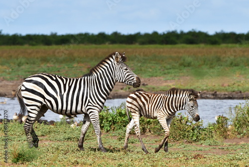 zebras at waterhole in Kruger national park in South Africa