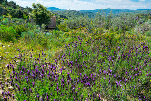 Spanish lavender, Faia Brava, Côa Valley, Western Iberia, Portugal, Europe, Rewilding Europe photo