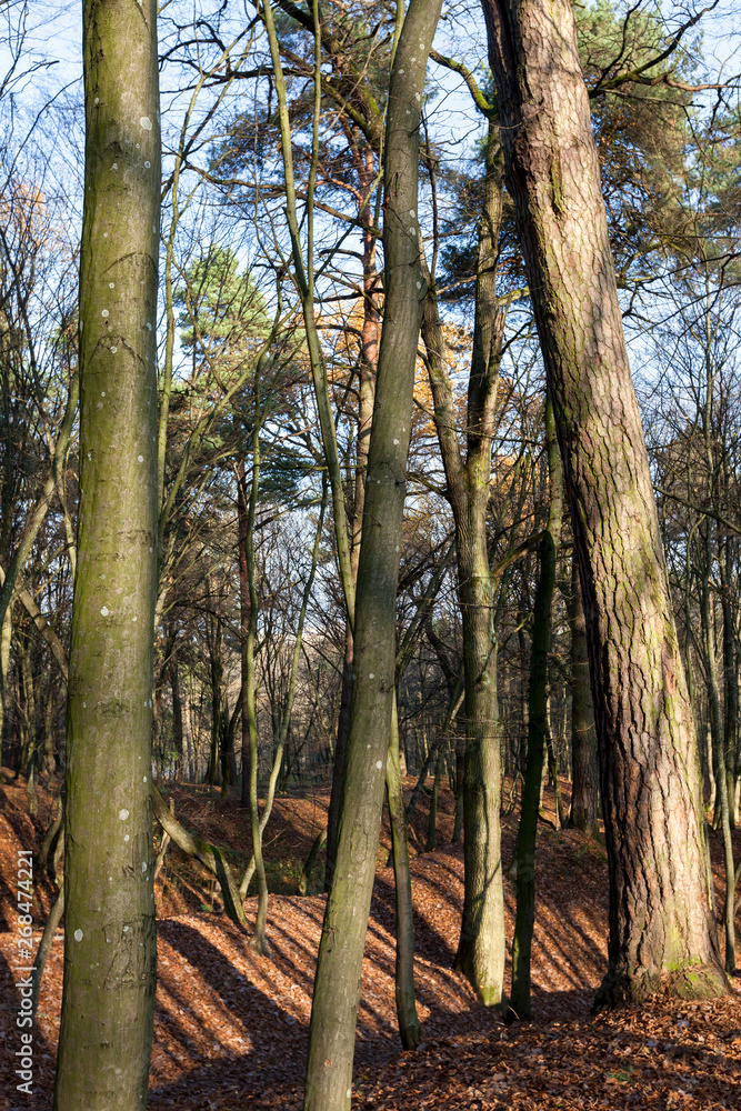 Fototapeta premium autumn park, late autumn