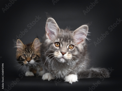 Cute blue tabby Maine Coon cat kitten and sibling, laying down facing camera. Looking at lens with radiant brown eyes. Isolated on black background.