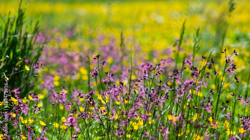 Sumpfige Wildwiese mit Kuckuckslichtnelke und Butterblumen1 photo