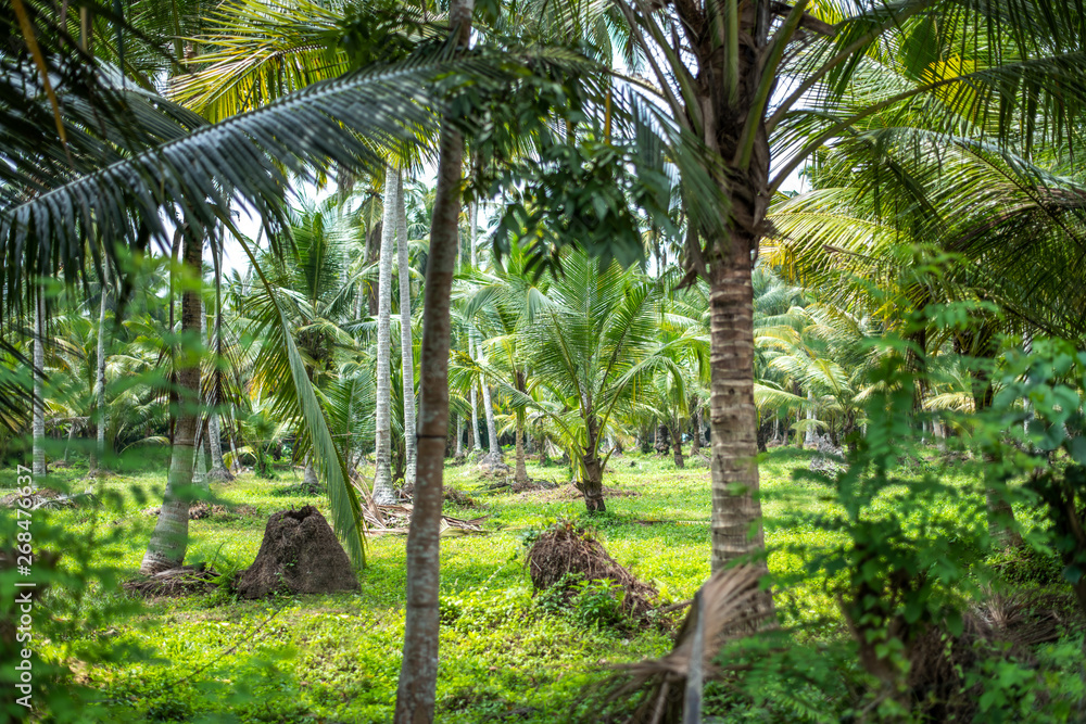 Obraz premium Palm jungle in Sri Lanka