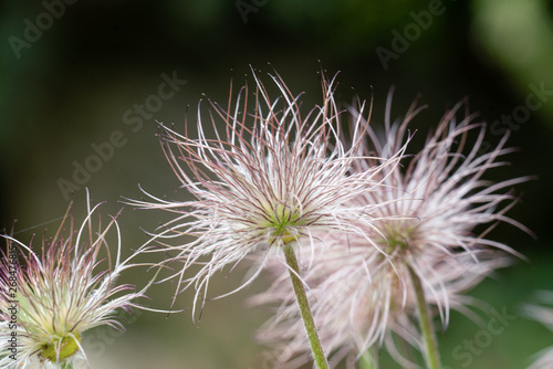 Fedriger  Samenstand der K  chenschelle  Pulsatilla vulgaris  im Fr  hjahr bei Sonnenschein