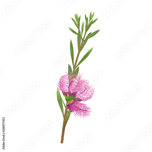 Melaleuca Thymifolia
