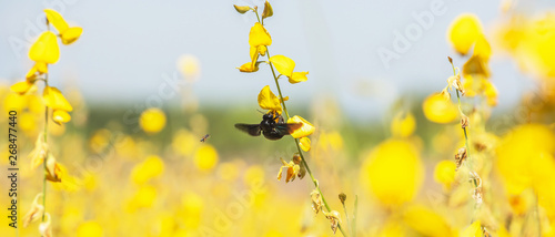 Bumblebee and bee pollinating Sunn Hemp flowers. photo