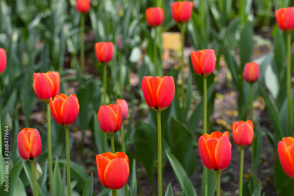 The pretty color of peach tulips beginning to open under the warmth of Springtime sunshine The pretty color of peach tulips beginning to open under the warmth of Springtime sunshine