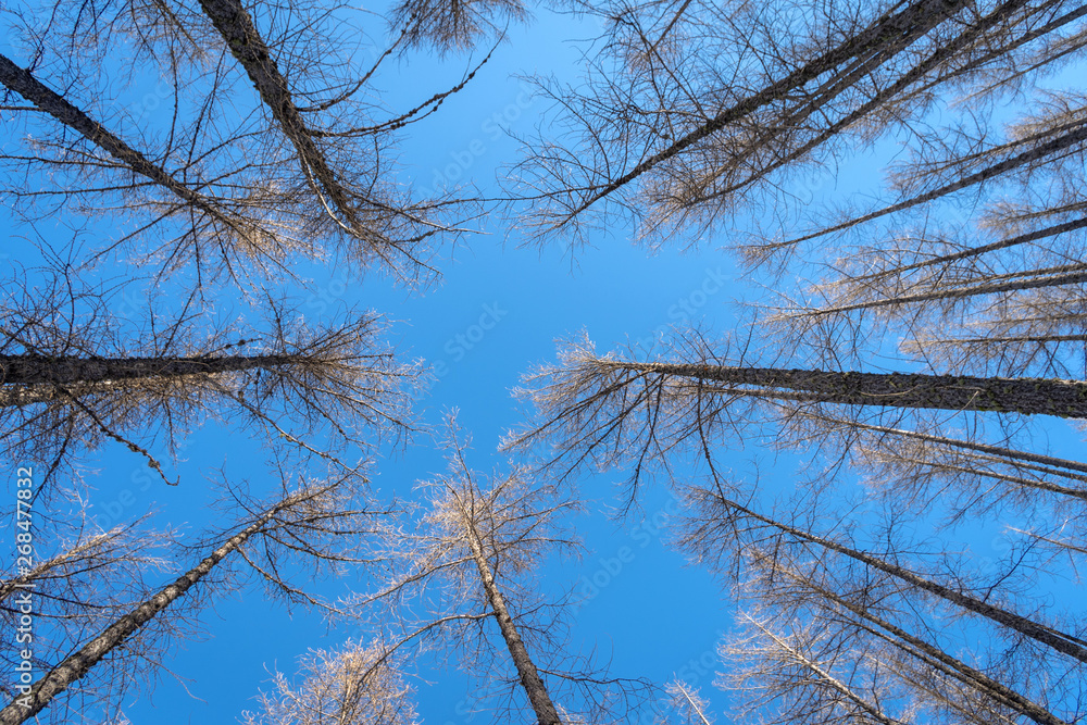 Obraz premium Naked larch trees against blue sky background in winter sunny day