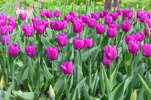 The pretty color of peach tulips beginning to open under the warmth of Springtime sunshine