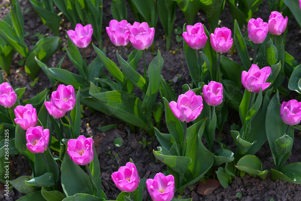 The pretty color of peach tulips beginning to open under the warmth of Springtime sunshine The pretty color of peach tulips beginning to open under the warmth of Springtime sunshine