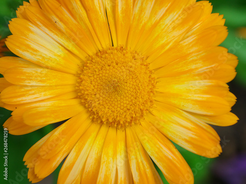 Daisy Marigold yellow  flower petals at the base of dark-yellow at the edges light-yellow. Closeup photo chamomile in garden bed