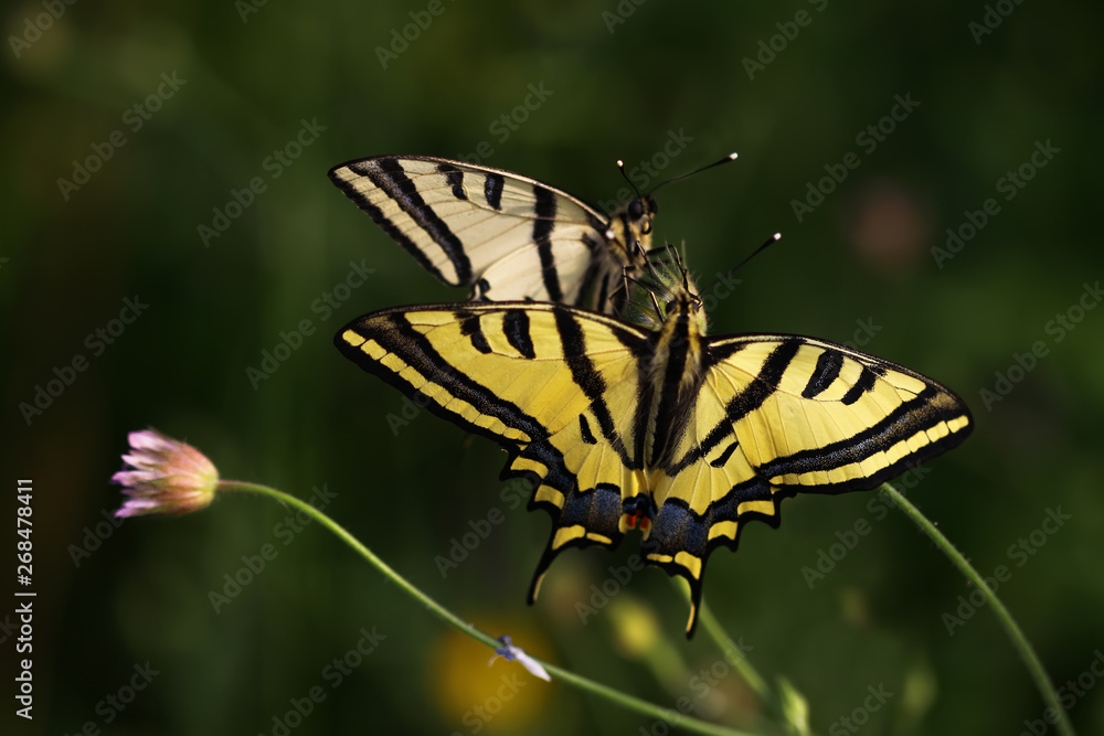 Obraz premium Tiger swallow butterfly ; Papilio alexanor