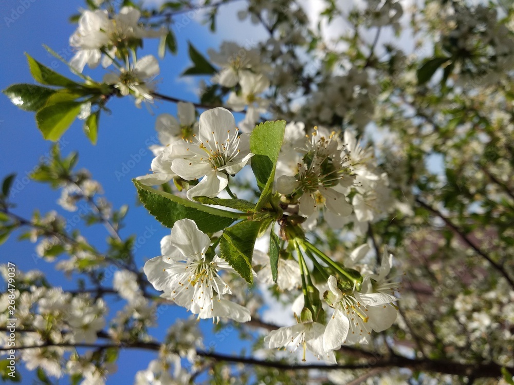Obraz premium Little flowers of cherry. Frolicking cherry blossoms in the garden. Beautiful white flowers.
