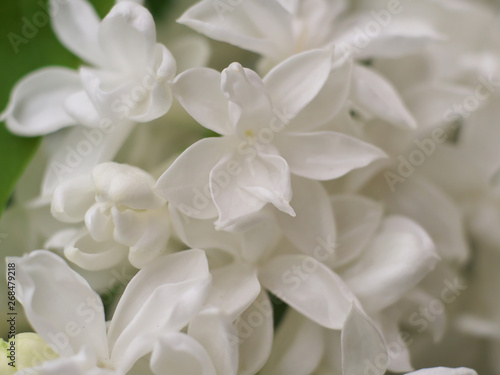 white tender background from closeup flowers of lilac, macro © Dmitry