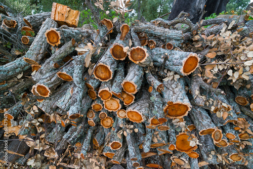Cork Oak Wood, Hortas da Saboia, Faia Brava, Côa Valley, Western Iberia, Portugal, Europe, Rewilding Europe photo