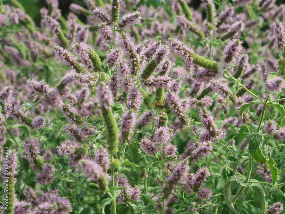 Fresh mint with flowers in garden. Blooming field of spearmint peppermint and bergamot Fresh mint with flowers in garden. Blooming field of spearmint peppermint and bergamot