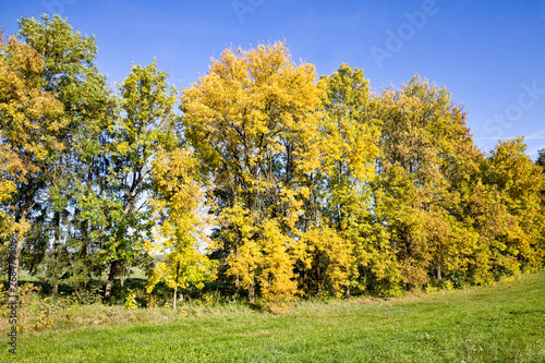 Autumn deciduous trees.
