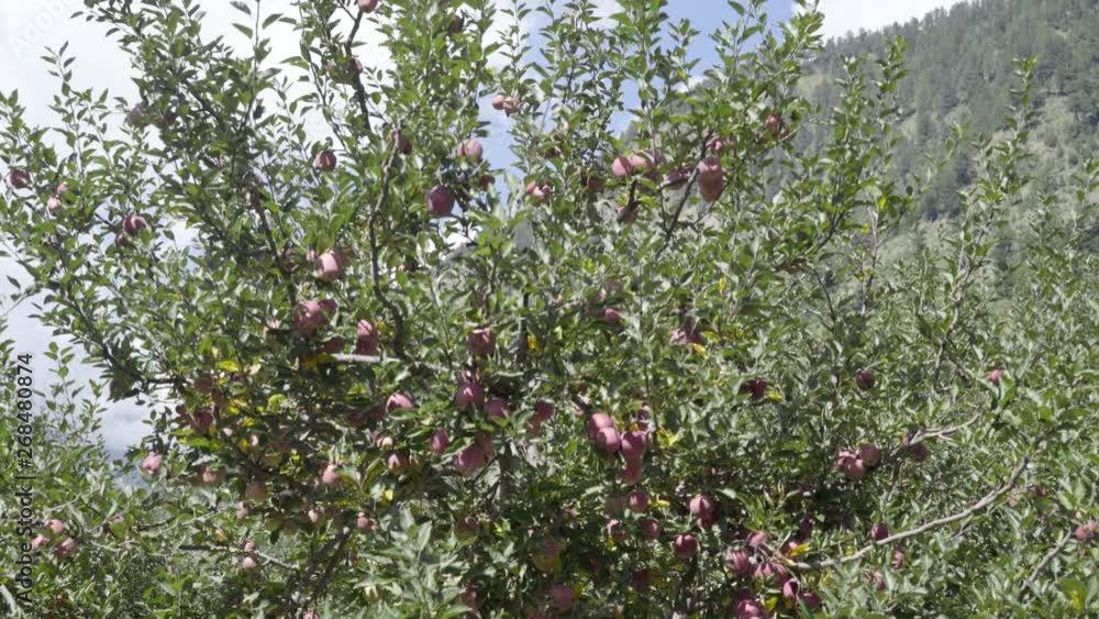 Beautiful Red apples in Apple Orchard in Himalayas. Himalayas Apple. Uttarakhand Apple. Upper Himalayas Apple.India Apples.Apples Blooming trees. Beautiful Red apples in Apple Orchard in Himalayas. Himalayas Apple. Uttarakhand Apple. Upper Himalayas Apple.India Apples.Apples Blooming trees.